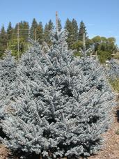 Colorado Spruce